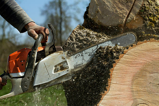 Best Lawn Dethatching  in Kosciusko, MS